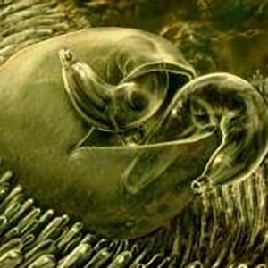 Cryptosporidium ookist